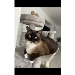 Image of Bijou, Lost Cat