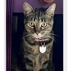 Image of Nala, Lost Cat