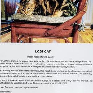 Image of Buddy, Lost Cat