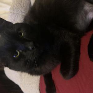 Image of Peter Panther, Lost Cat
