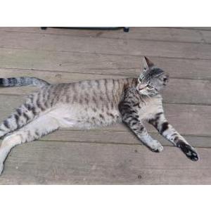 Lost Cat Seven