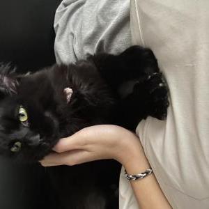 Lost Cat stormy