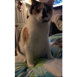 Lost Cat Allyson