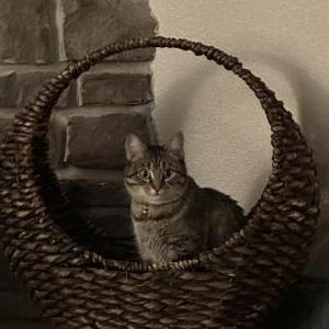 Lost Cat Mama, Kiki