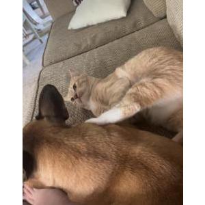 Lost Cat Ash
