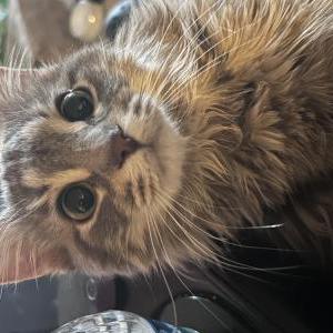 Lost Cat thing 2