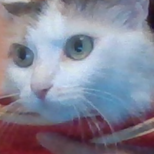 Lost Cat Kali otcho