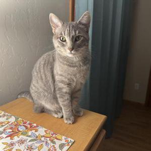 Image of Cleo, Lost Cat