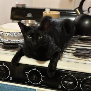 Lost Cat Bari