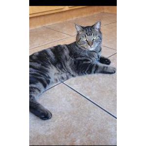 Lost Cat Ollie