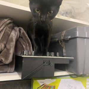 Lost Cat Luna Chad