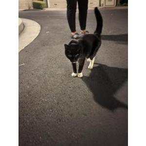 Found Cat Unknown