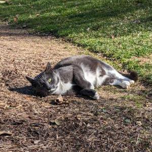 Found Cat Unknown