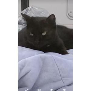 Lost Cat Nina