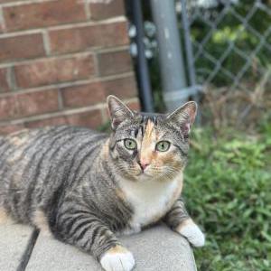 Lost Cat Hazel