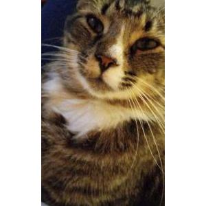 Lost Cat Oliver