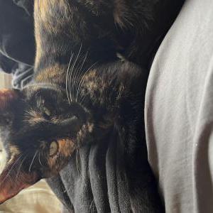 Lost Cat Nova