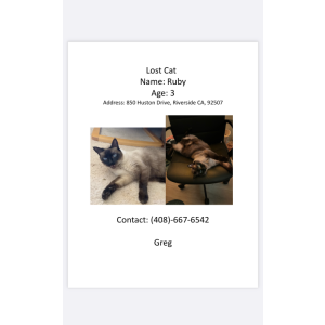 Lost Cat Ruby