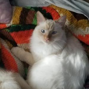 Lost Cat Casper