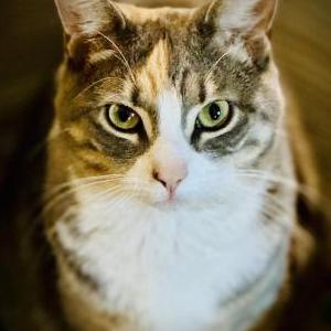 Image of Freyja, Lost Cat