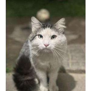Image of Snaike, Lost Cat