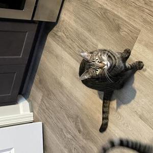 Lost Cat lucy