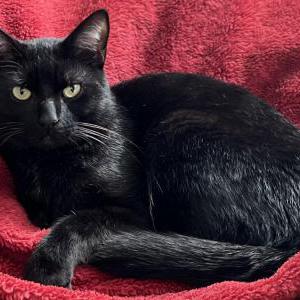 Lost Cat Arlo