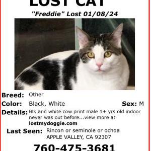 Lost Cat Freddie