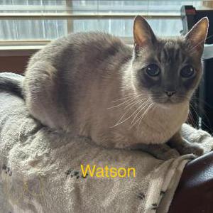 Image of Watson, Lost Cat