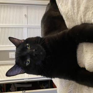 Lost Cat Weebo