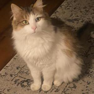 Lost Cat Buttercup