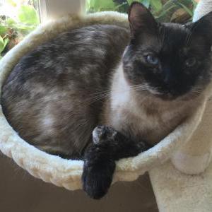 Lost Cat Coco