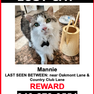Image of Mannie, Lost Cat