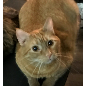 Lost Cat Titty Baby
