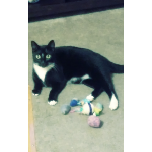 Image of Hoku, Lost Cat