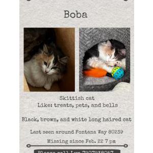 Lost Cat Boba