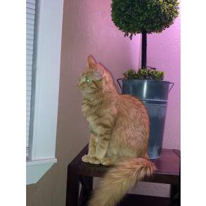 Image of Mandarina, Lost Cat