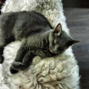 Lost Cat Mathias