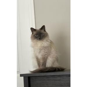 Lost Cat Frenchy