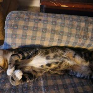 Lost Cat Mac/Macaroni