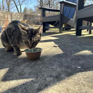 Found Cat Unknown