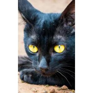 Image of Kitty   CASH REWARD$$$$, Lost Cat