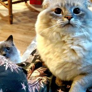 Lost Cat Dulce or Kitty