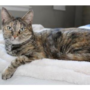 Lost Cat Lola