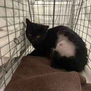 Lost Cat Gimpy