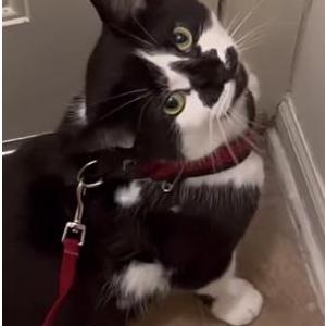 Lost Cat Sebastian