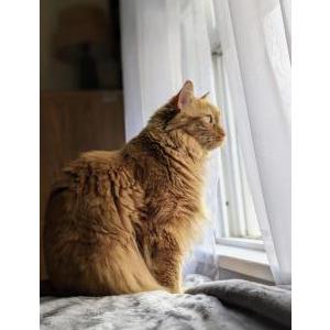 Lost Cat Dexter