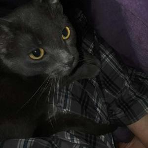 Lost Cat Mouse