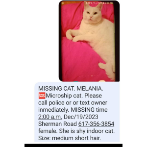 Lost Cat Melania Perla