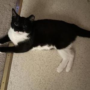 Lost Cat Whiskey